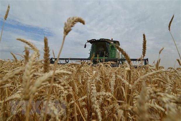 Nga sắp đạt thỏa thuận xuất khẩu ngũ cốc với 6 nước châu Phi