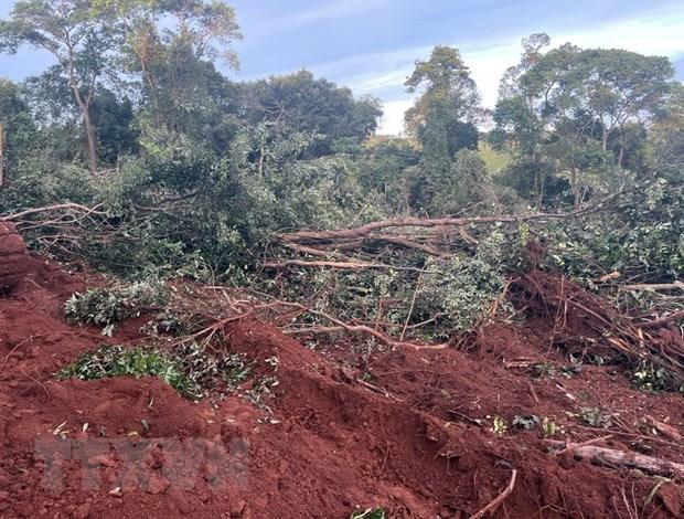 Quảng Bình: Xử lý vi phạm phá rừng, lấn chiếm đất lâm nghiệp còn chậm