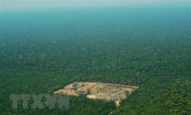 Brazil thu về hàng tỷ USD nếu biến rừng Amazon thành nền kinh tế xanh