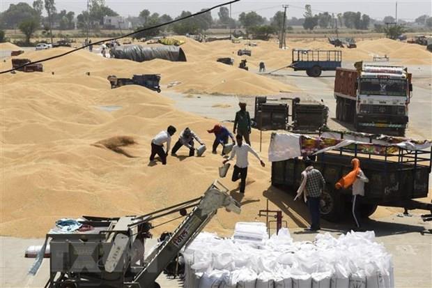 UAE tài trợ 500 triệu USD cho Ai Cập để nhập khẩu lúa mỳ