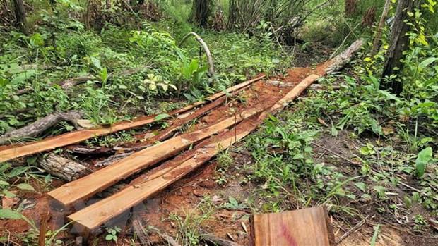 Gia Lai: Triệt phá vụ khai thác gỗ quy mô lớn tại rừng giáp ranh