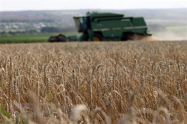 Latvia có thể bắt đầu xuất khẩu ngũ cốc Ukraine vào mùa Thu