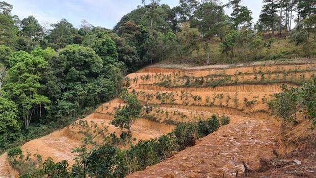 Lâm Đồng: Đình chỉ công tác 2 cán bộ bảo vệ rừng vì thiếu trách nhiệm