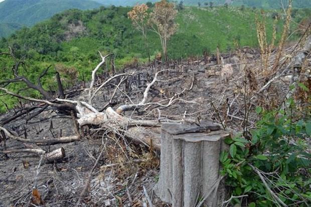 Phú Yên: Khởi tố 5 cán bộ liên quan đến vụ mở đường phá rừng giáp ranh