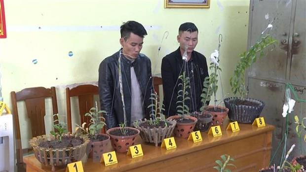 Thanh Hóa: Bắt giữ 2 đối tượng trộm hoa lan đột biến liên tỉnh
