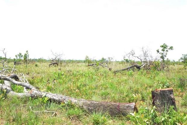 Vụ phá hơn 382ha rừng tại Đắk Lắk: Điều tra và xử lý nghiêm vụ việc