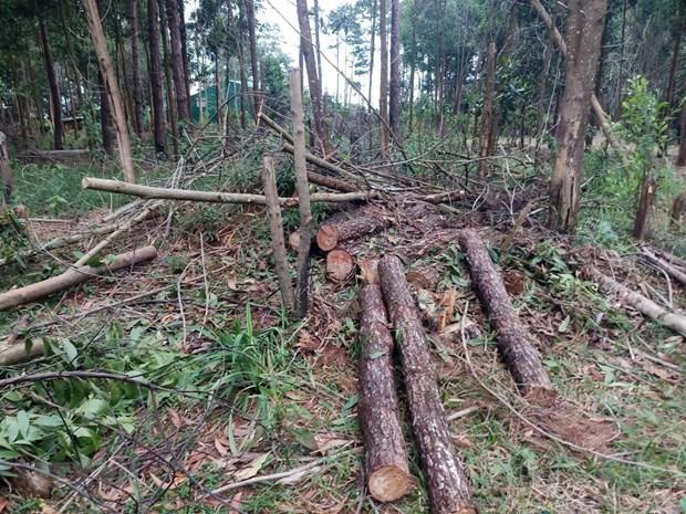 Lâm Đồng: Khởi tố thêm 2 bị can liên quan vụ giao khoán rừng ở Bảo Lâm