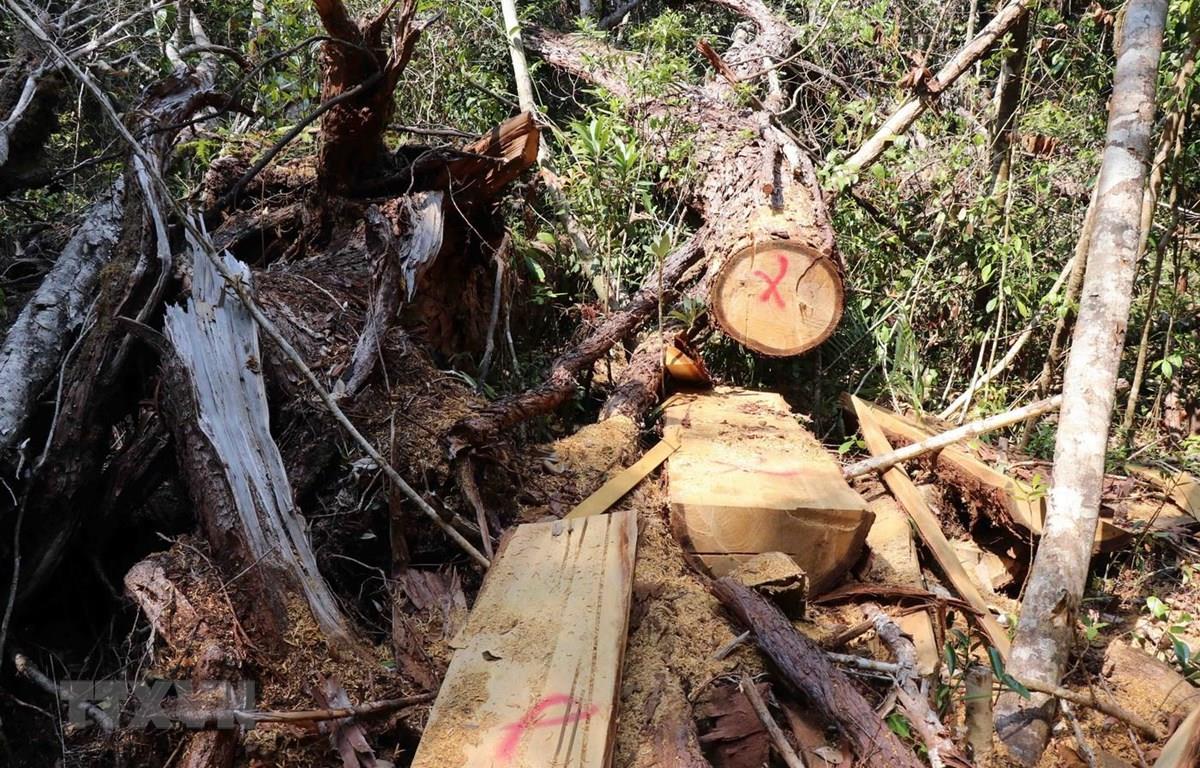 Gia Lai: Điều tra, xử lý nghiêm vụ hủy hoại rừng ở Kbang