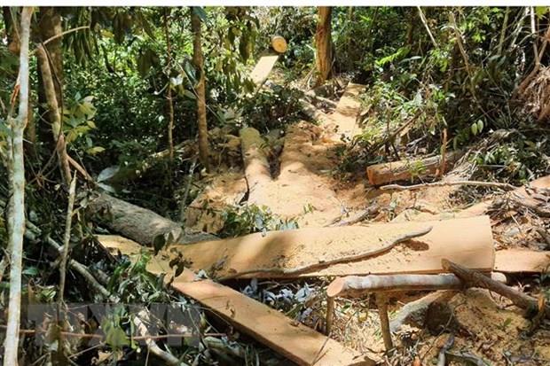Vụ phá rừng nghiến Hà Giang: Bắt tạm giam trạm trưởng trạm kiểm lâm
