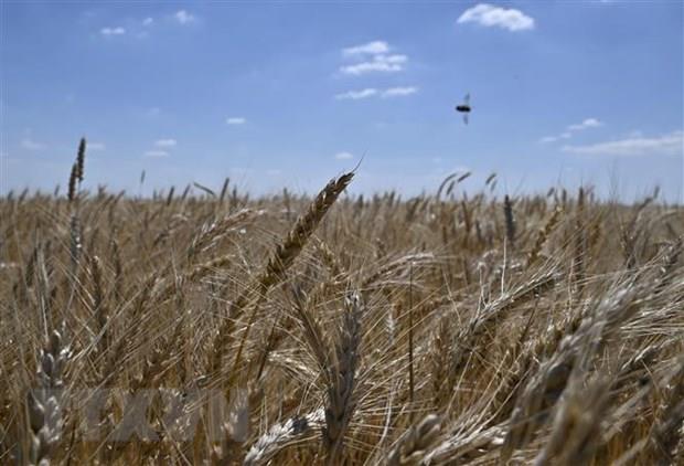 Nga và Ukraine sắp đạt được thỏa thuận về xuất khẩu ngũ cốc