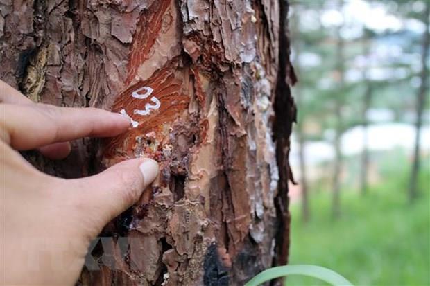 Lâm Đồng: Xử lý nghiêm hành vi "hạ độc" rừng thông tại Tiểu khu 614