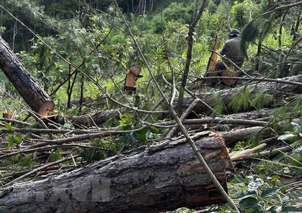 Lâm Đồng: Xác định hai đối tượng phá rừng thông sau 24 giờ điều tra