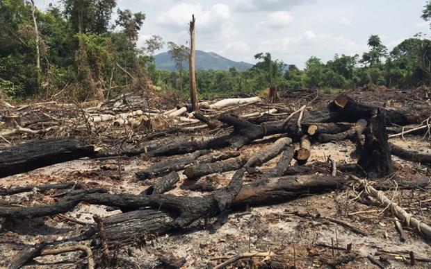 Gia Lai: Khởi tố hai bị can liên quan vụ để mất hơn 360ha rừng