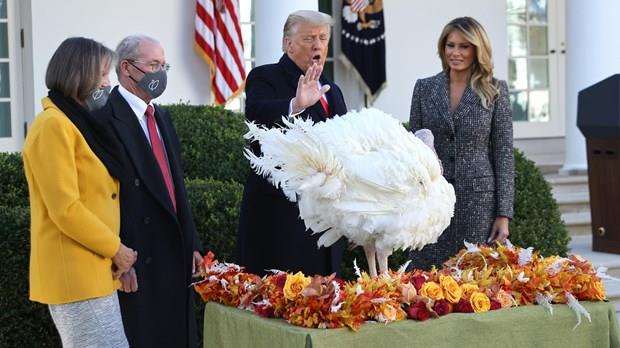 Ông Trump tổ chức lễ xá tội gà tây khi quá trình chuyển giao bắt đầu