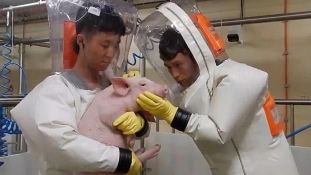 Trung Quốc khẳng định theo dõi sát tình hình dịch cúm lợn
