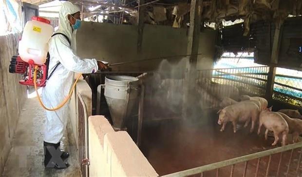 Bắc Giang: Xử phạt hộ kinh doanh thịt nhiễm virus tả lợn châu Phi