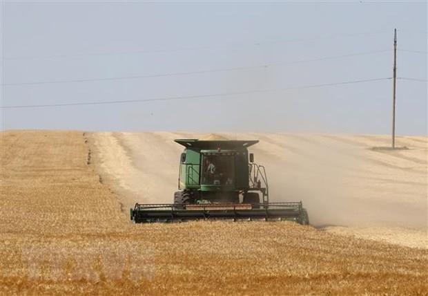 Ukraine: Sản lượng ngũ cốc có thể giảm tới 20% do thời tiết khô hạn