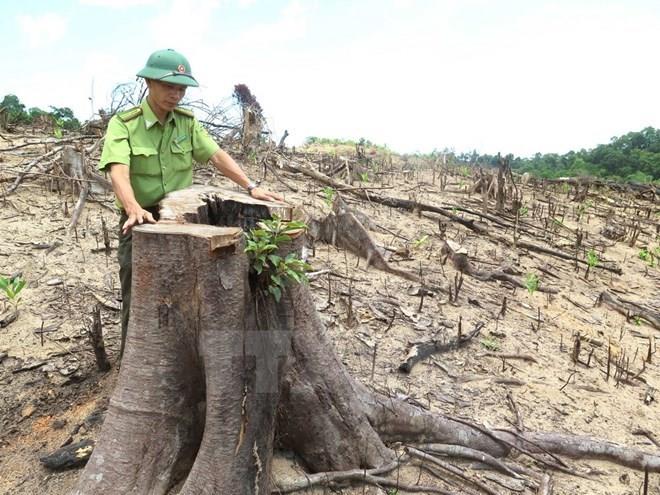 Kiểm điểm trách nhiệm các vụ khai thác gỗ trái phép ở Đắk Lắk