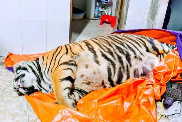Hà Tĩnh: Khởi tố đối tượng mua hổ nặng 250kg về để nấu cao