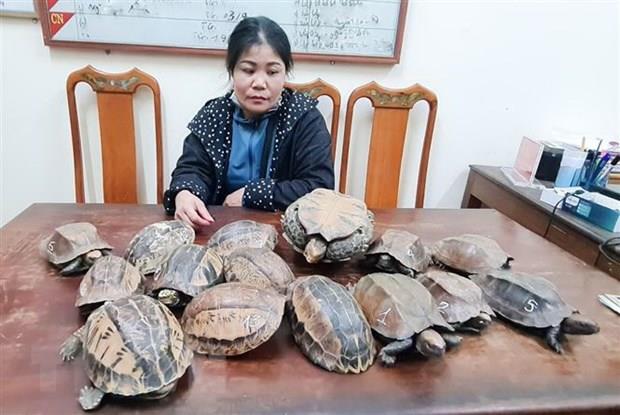 Hà Tĩnh phát hiện, bắt giữ 15 cá thể rùa không rõ nguồn gốc