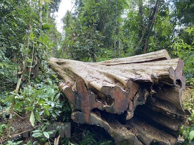 Kon Tum: Mở rộng điều tra vụ khai thác gỗ trái phép ở huyện vùng biên