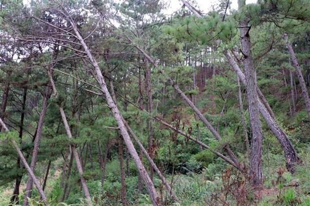 Vụ đầu độc hàng trăm cây thông: Lâm Đồng kiểm điểm tập thể, cá nhân