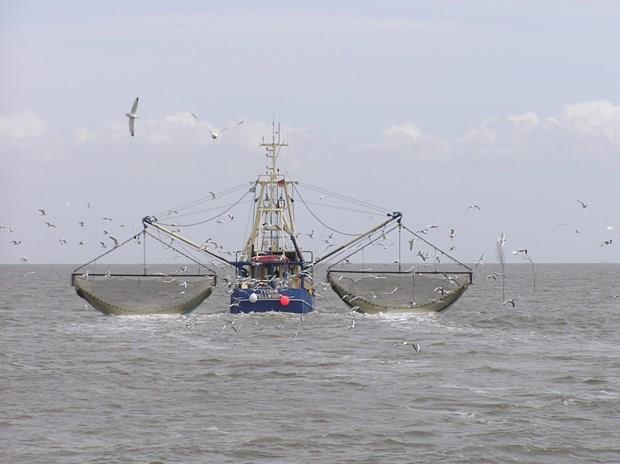 Liên minh châu Âu cấm đánh bắt cá tuyết tại vùng biển Baltic