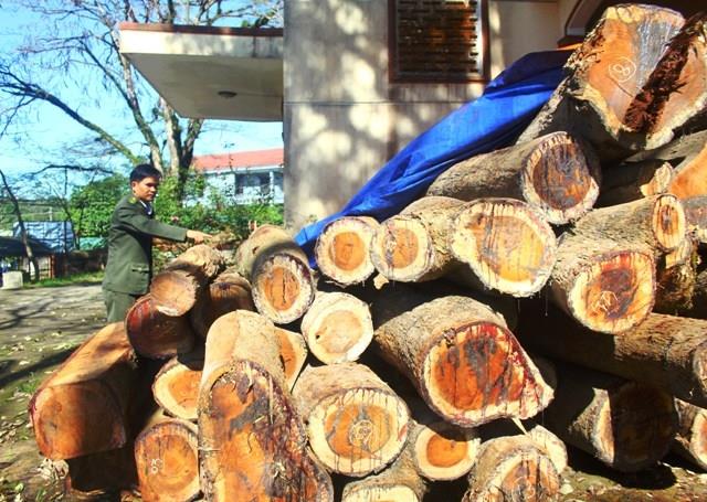 Phát hiện vụ khai thác gỗ hương trái phép tại Quảng Trị