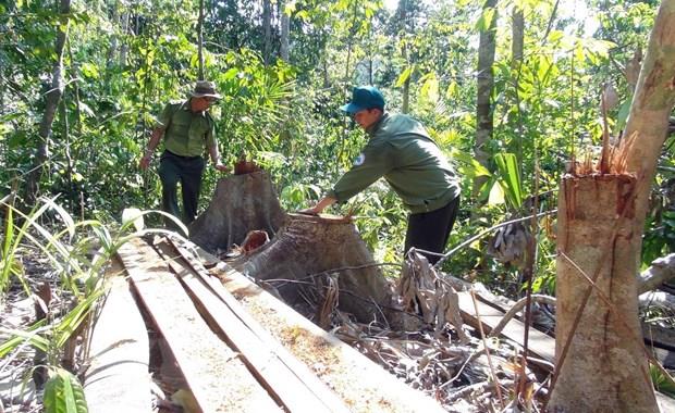 Vụ mở đường phá rừng giáp ranh tại Phú Yên: Khởi tố thêm hai bị can